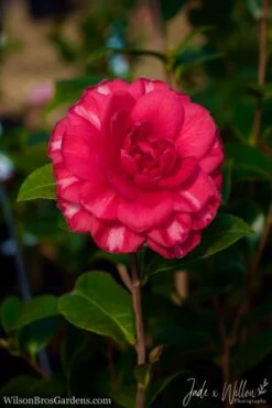 Glen 40 Camellia Japonica - 3 Gallon Pot -Best Plant Shop Camellia Glen 40 JW 1