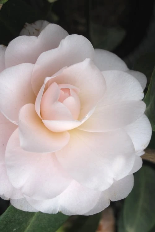 Goggy Camellia Japonica - 3 Gallon Pot 3 Goggy Camellia Japonica - 3 Gallon Pot