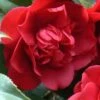 Governor Mouton Red Camellia Japonica - 3 Gallon Pot -Best Plant Shop Camellia Governor Mouton 1 500x750 1