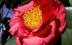 Greensboro Red Camellia Japonica - 7 Gallon Pot 9 Greensboro Red Camellia Japonica - 7 Gallon Pot -Best Plant Shop Camellia Greensboro Red 1