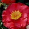 Gunsmoke Camellia Japonica - 3 Gallon Pot -Best Plant Shop Camellia Gunsmoke 8