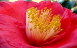 Gunsmoke Camellia Japonica - 3 Gallon Pot 8 Gunsmoke Camellia Japonica - 3 Gallon Pot -Best Plant Shop Camellia Gunsmoke Closeup Flower 3