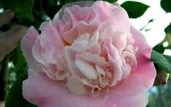 High Fragrance Camellia TREE FORM - 3 Gallon Pot -Best Plant Shop Camellia High Fragrance 5