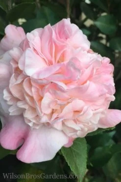 High Fragrance Camellia TREE FORM - 3 Gallon Pot -Best Plant Shop Camellia High Fragrance 500x750 1