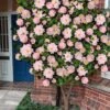 High Fragrance Camellia TREE FORM - 3 Gallon Pot -Best Plant Shop Camellia High Fragrance Tree 2