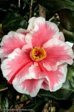 Lady Vansittart Multicolor Camellia Japonica - 6 Pack Of 1 Gallon Pots 12 Lady Vansittart Multicolor Camellia Japonica - 6 Pack Of 1 Gallon Pots -Best Plant Shop Camellia Lady Vansittart 12