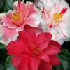 Lady Vansittart Multicolor Camellia Japonica - 1 Gallon Pot 1 Lady Vansittart Multicolor Camellia Japonica - 1 Gallon Pot -Best Plant Shop Camellia Lady Vansittart 50 1