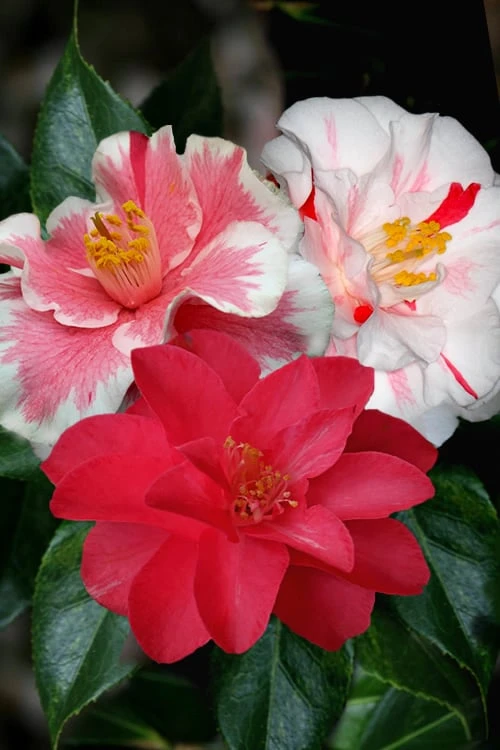 Lady Vansittart Multicolor Camellia Japonica - 6 Pack Of 1 Gallon Pots 3 Lady Vansittart Multicolor Camellia Japonica - 6 Pack Of 1 Gallon Pots