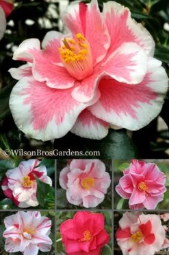 Lady Vansittart Multicolor Camellia Japonica - 6 Pack Of 1 Gallon Pots 15 Lady Vansittart Multicolor Camellia Japonica - 6 Pack Of 1 Gallon Pots -Best Plant Shop Camellia Lady Vansittart 500x750 1