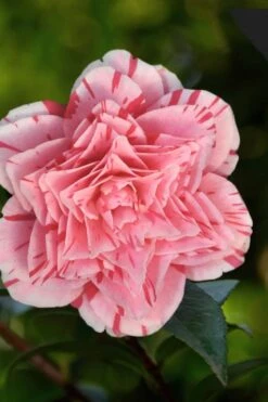 Les Marbury Camellia Japonica - 3 Gallon Pot 11 Les Marbury Camellia Japonica - 3 Gallon Pot -Best Plant Shop Camellia Les Marbury 3