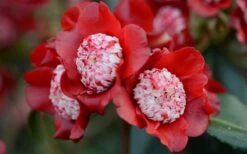 Lipstick Red Camellia Japonica - 3 Gallon Pot -Best Plant Shop Camellia Lipstick 2