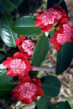 Lipstick Red Camellia Japonica - 3 Gallon Pot -Best Plant Shop Camellia Lipstick 3