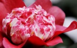 Lipstick Red Camellia Japonica - 3 Gallon Pot -Best Plant Shop Camellia Lipstick 4