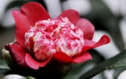 Lipstick Red Camellia Japonica - 3 Gallon Pot -Best Plant Shop Camellia Lipstick 5