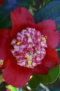 Lipstick Red Camellia Japonica - 3 Gallon Pot -Best Plant Shop Camellia Lipstick 6