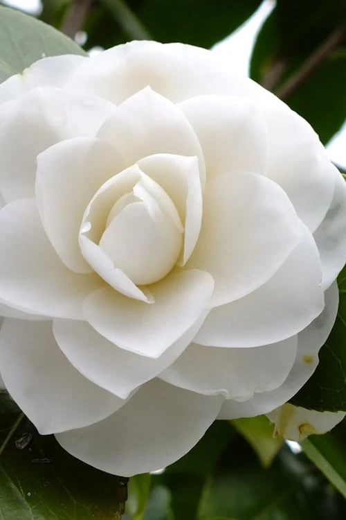 Morning Glow Camellia Japonica - 3 Gallon Pot 3 Morning Glow Camellia Japonica - 3 Gallon Pot