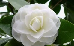 Morning Glow Camellia Japonica - 3 Gallon Pot 10 Morning Glow Camellia Japonica - 3 Gallon Pot -Best Plant Shop Camellia Morning Glow 800x500 1