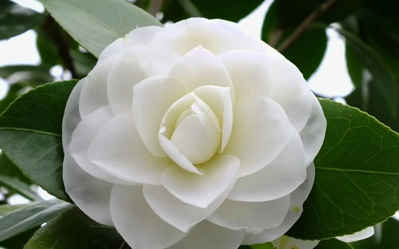 Morning Glow Camellia Japonica - 3 Gallon Pot 6 Morning Glow Camellia Japonica - 3 Gallon Pot - Image 4