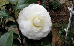 Morning Glow Camellia Japonica - 3 Gallon Pot 11 Morning Glow Camellia Japonica - 3 Gallon Pot -Best Plant Shop Camellia Morning Glow 9