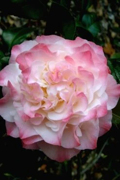 Nuccio's Jewel Camellia Japonica - 3 Gallon Pot