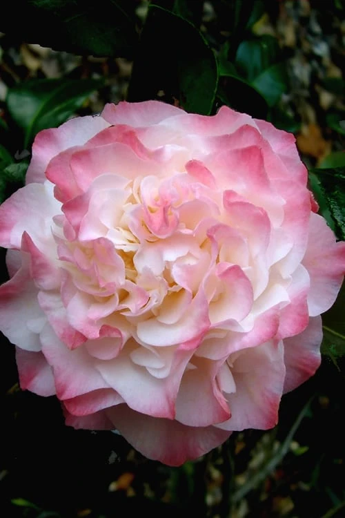 Nuccio's Jewel Camellia Japonica - 1 Gallon Pot 3 Nuccio's Jewel Camellia Japonica - 1 Gallon Pot