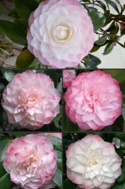 Nuccio's Pearl Camellia Japonica - 3 Gallon Pot 10 Nuccio's Pearl Camellia Japonica - 3 Gallon Pot -Best Plant Shop Camellia Nuccios Pearl 1