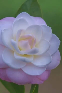 October Affair Camellia Japonica - 3 Gallon Pot -Best Plant Shop Camellia October Affair 6