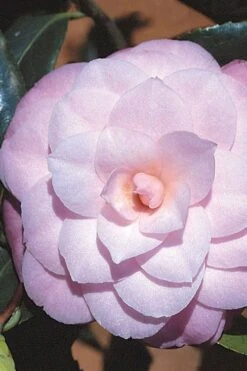 October Affair Camellia Japonica - 1 Gallon Pot 13 October Affair Camellia Japonica - 1 Gallon Pot -Best Plant Shop Camellia October Affair 8 1