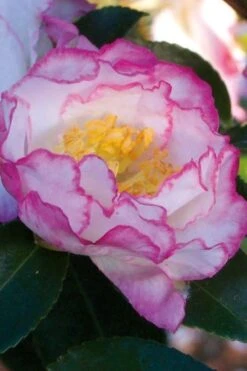 October Magic Inspiration Camellia - 1 Gallon Pot 10 October Magic Inspiration Camellia - 1 Gallon Pot -Best Plant Shop Camellia October Inspiration