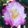 October Magic Inspiration Camellia - 1 Gallon Pot -Best Plant Shop Camellia October Magic Inspiration 10