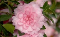 October Magic Pink Perplexion Camellia - 2 Gallon Pot -Best Plant Shop Camellia October Magic Pink Perplexion