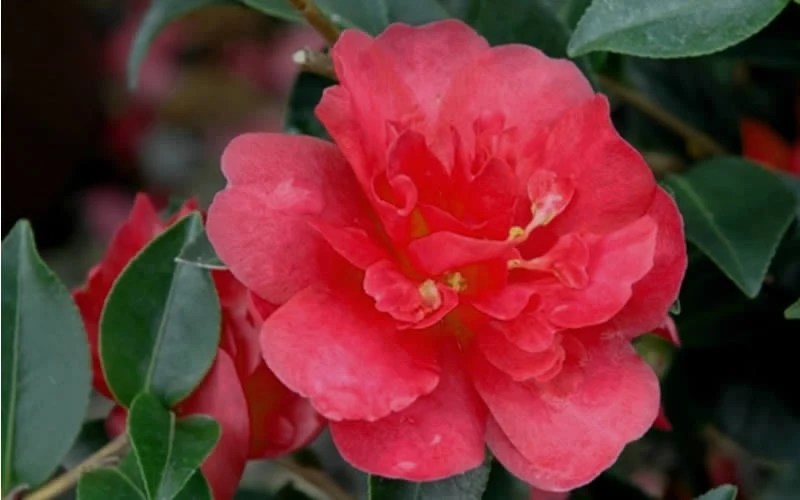 October Magic Rose Camellia - 1 Gallon Pot 6 October Magic Rose Camellia - 1 Gallon Pot - Image 4