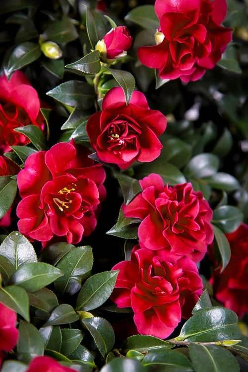 October Magic Ruby Camellia - 2 Gallon Pot 3 October Magic Ruby Camellia - 2 Gallon Pot