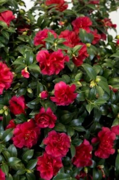 October Magic Ruby Camellia - 2 Gallon Pot 12 October Magic Ruby Camellia - 2 Gallon Pot -Best Plant Shop Camellia October Magic Ruby 27
