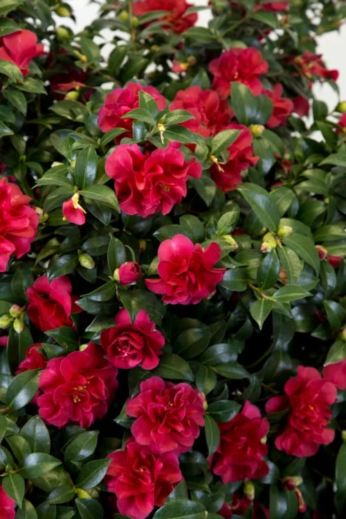 October Magic Ruby Camellia - 2 Gallon Pot 7 October Magic Ruby Camellia - 2 Gallon Pot - Image 5