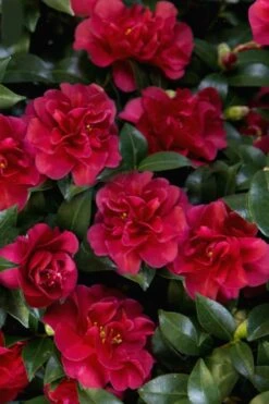 October Magic Ruby Camellia - 2 Gallon Pot 13 October Magic Ruby Camellia - 2 Gallon Pot -Best Plant Shop Camellia October Magic Ruby 28