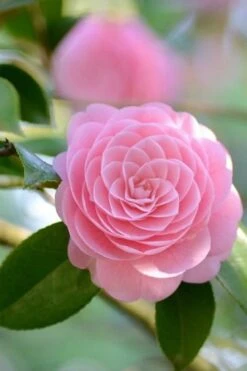 Otome Pink Camellia Japonica - 3 Gallon Pot -Best Plant Shop Camellia Otome 2