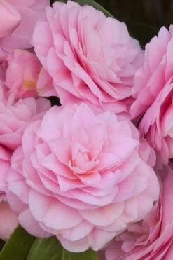 Pearl Maxwell Camellia Japonica - 3 Gallon Pot -Best Plant Shop Camellia Pearl Maxwell 10