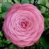 Pearl Maxwell Camellia Japonica - 3 Gallon Pot -Best Plant Shop Camellia Pearl Maxwell 4