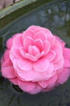 Pearl Maxwell Camellia Japonica - 3 Gallon Pot -Best Plant Shop Camellia Pearl Maxwell 5