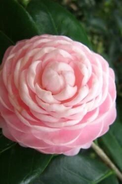 Pink Perfection Camellia Japonica - 1 Gallon Pot 11 Pink Perfection Camellia Japonica - 1 Gallon Pot -Best Plant Shop Camellia Pink Perfection 27 1