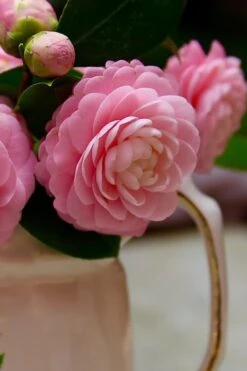 Pink Perfection Camellia Japonica - 1 Gallon Pot 12 Pink Perfection Camellia Japonica - 1 Gallon Pot -Best Plant Shop Camellia Pink Perfection 29 1
