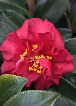 Reverend Ida Red ShiShi Gashira Dwarf Camellia Sasanqua - 3 Gallon Pot -Best Plant Shop Camellia Reverend Ida 3