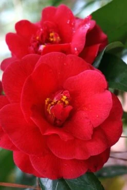 Rosehill Red Camellia - 3 Gallon Pot -Best Plant Shop Camellia Rose Hill Red 2