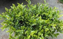 Royal Flush Shi Shi Variegated Camellia Sasanqua - 1 Gallon Pot -Best Plant Shop Camellia Royal Flush Shi Shi 2