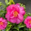 Royal Flush Shi Shi Variegated Camellia Sasanqua - 1 Gallon Pot 1 Royal Flush Shi Shi Variegated Camellia Sasanqua - 1 Gallon Pot -Best Plant Shop Camellia Royal Flush Shi Shi 4