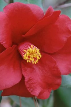 Royal Velvet Red Camellia Japonica - 7 Gallon Pot -Best Plant Shop Camellia Royal Velvet 2