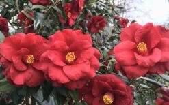 Royal Velvet Red Camellia Japonica - 7 Gallon Pot -Best Plant Shop Camellia Royal Velvet 3