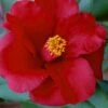Royal Velvet Red Camellia Japonica - 7 Gallon Pot