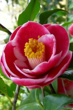 Sadaharu Oh Camellia - 7 Gallon Pot (3-4') 15 Sadaharu Oh Camellia - 7 Gallon Pot (3-4') -Best Plant Shop Camellia Sadaharu Oh 6